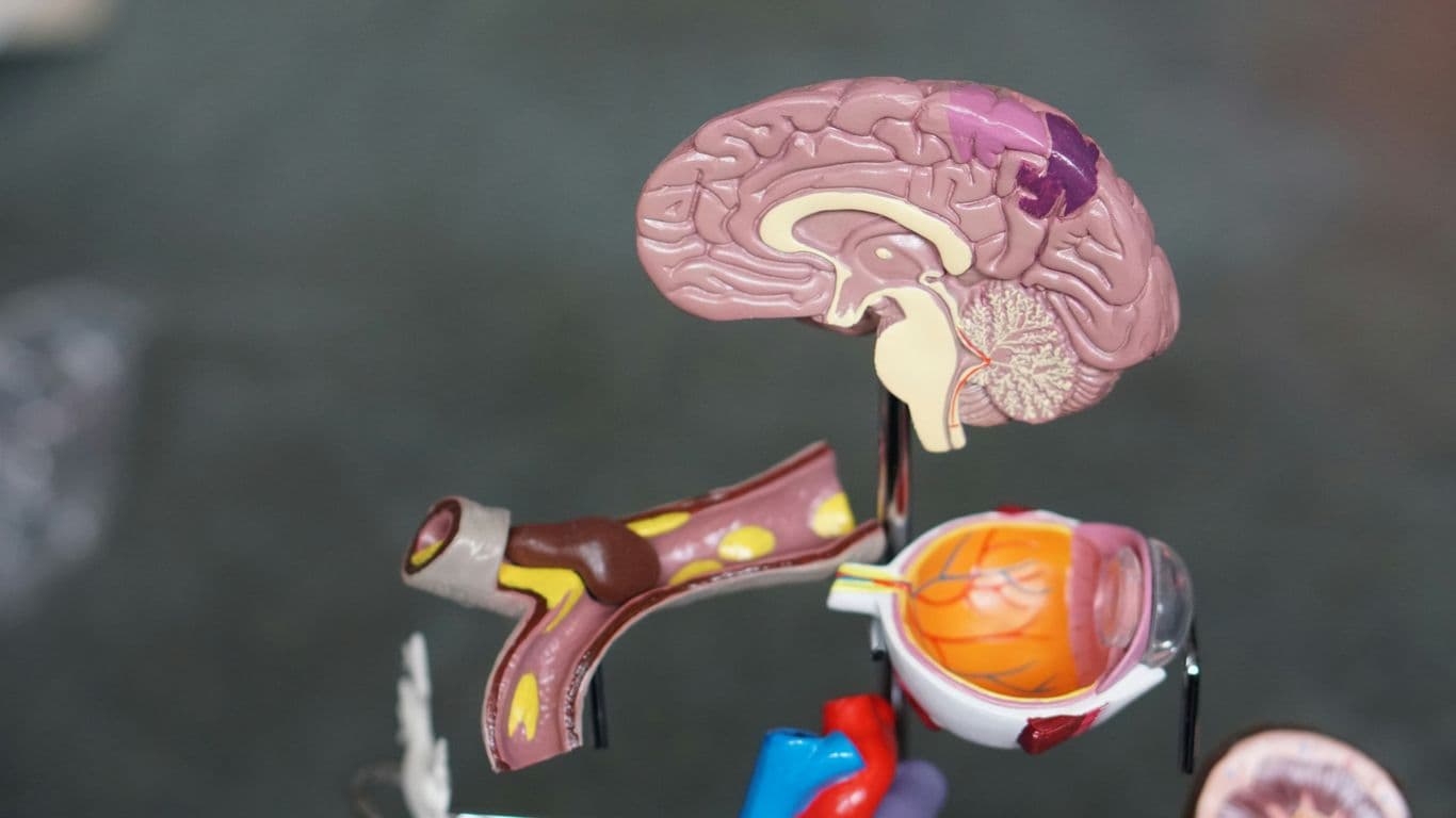 Creatine Isn’t Just for Muscles — It Supports Brain Health Too