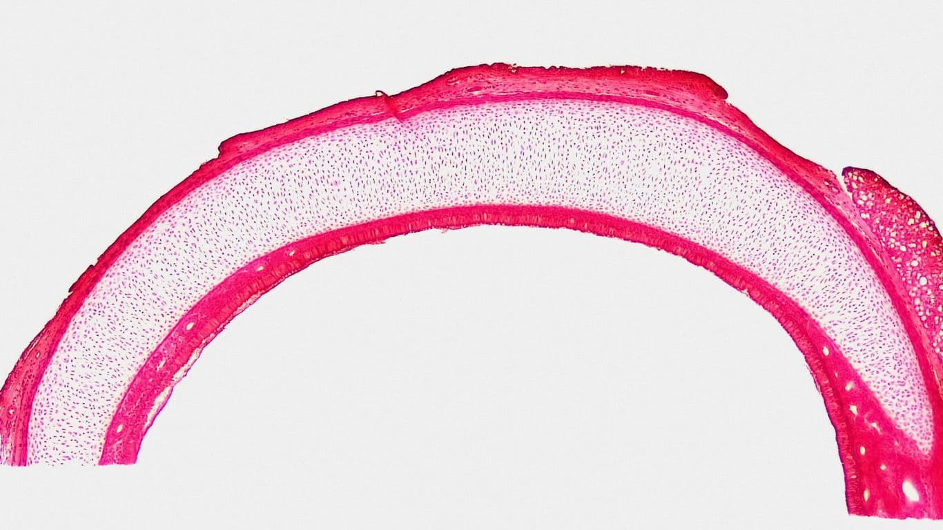 What Are Telomeres and How Do They Affect Aging?