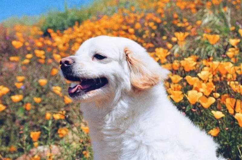 myDogDNAge® Biological Age Test
