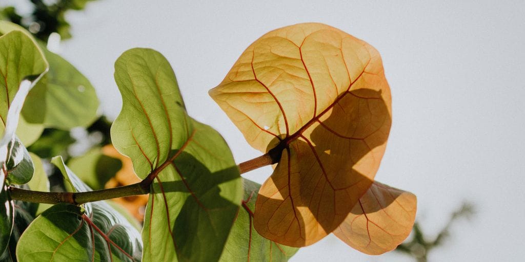How Vitamin D3 Can Boost Your Mood and Immune System