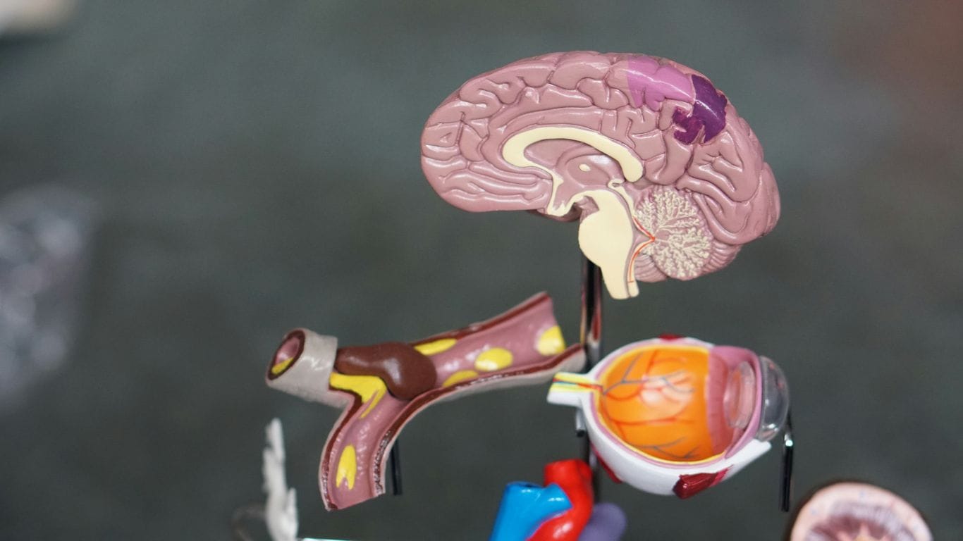 Creatine Isn’t Just for Muscles — It Supports Brain Health Too