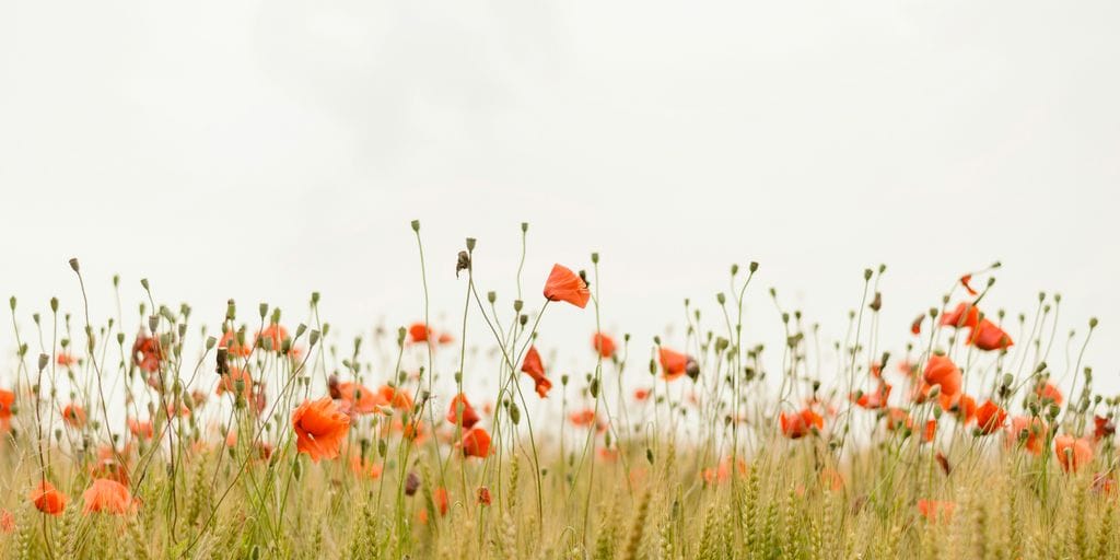 Purpose and Meaning: The Role of a Purposeful Life in Longevity